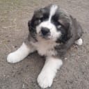 Blandras  Pyrenne/Leonberger