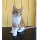 Maine Coon