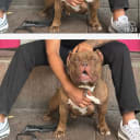 American bully