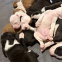 American Staffordshire Terrier