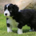 Bearded collie