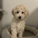 Miniature Poodle