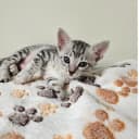Egyptian Mau