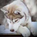 Siberian husky