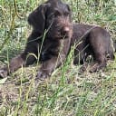 German Shorthaired Pointer (Vorsteh)