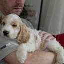 Cocker spaniel