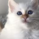 Birman
