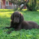 Flatcoated retriever
