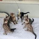 Bengal