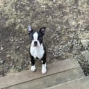Bostonterrier