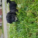 Bichon havanais