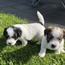 Jack russell terrier