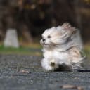 Lhasa apso