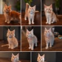 Maine Coon