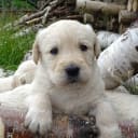 Labradoodle
