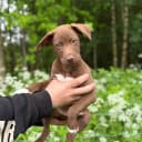 Xoloitzcuintle
