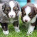 Miniature american shepherd