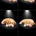 Australien Labradoodle Foundation