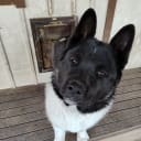 Amerikansk akita