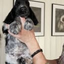 Cocker spaniel