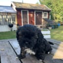 Shipoo/Pekingese