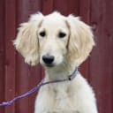 Saluki