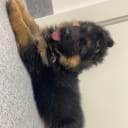 Tysk Schäferhund