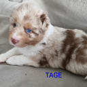 Miniature American Shepherd
