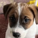 Jack Russell Terrier