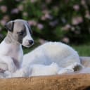 Whippet