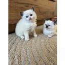 Ragdoll