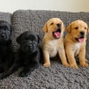 Labrador retriever