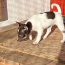 Rat Terrier