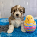 Havanese