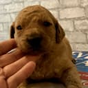 Labradoodle