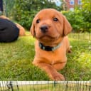 Labrador Retriever