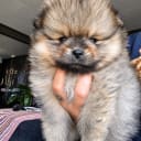 Pomeranian