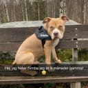 American bully