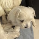 Maltese