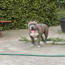 American bully