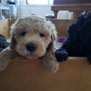 multigen Labradoodle
