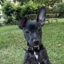 Xoloitzcuintle