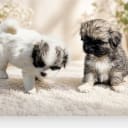 Tibetansk spaniel