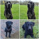 Labrador