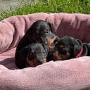 Manchesterterrier