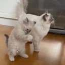 Birman
