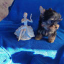Yorkshireterrier
