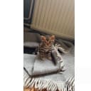 Bengal