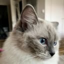 Ragdoll