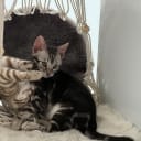 Bengal